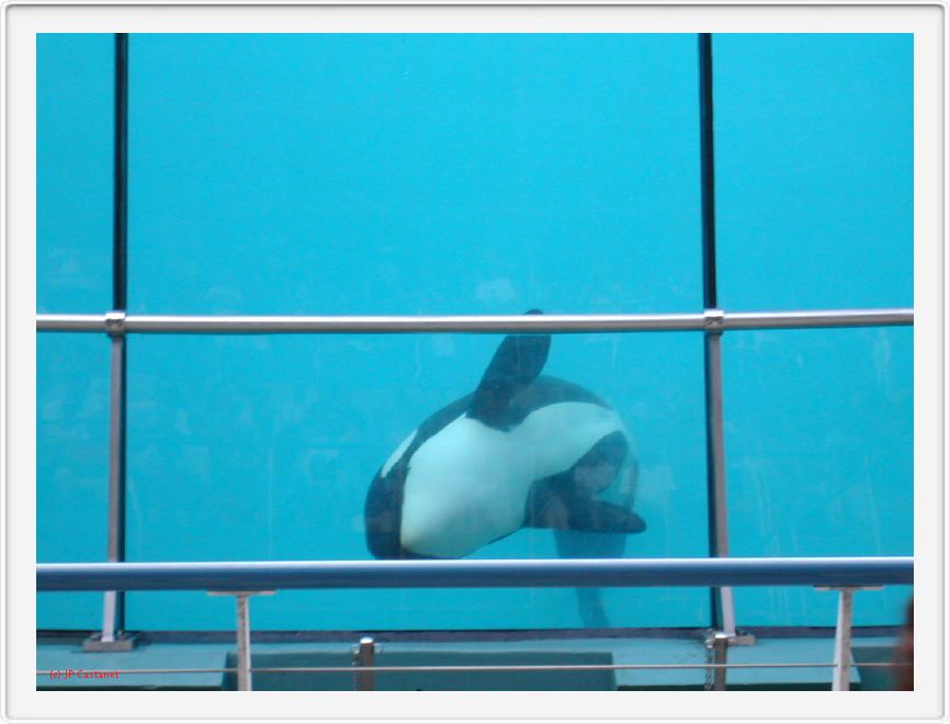 Marineland_223.JPG