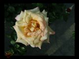 06_05_025