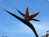 DSCF0437