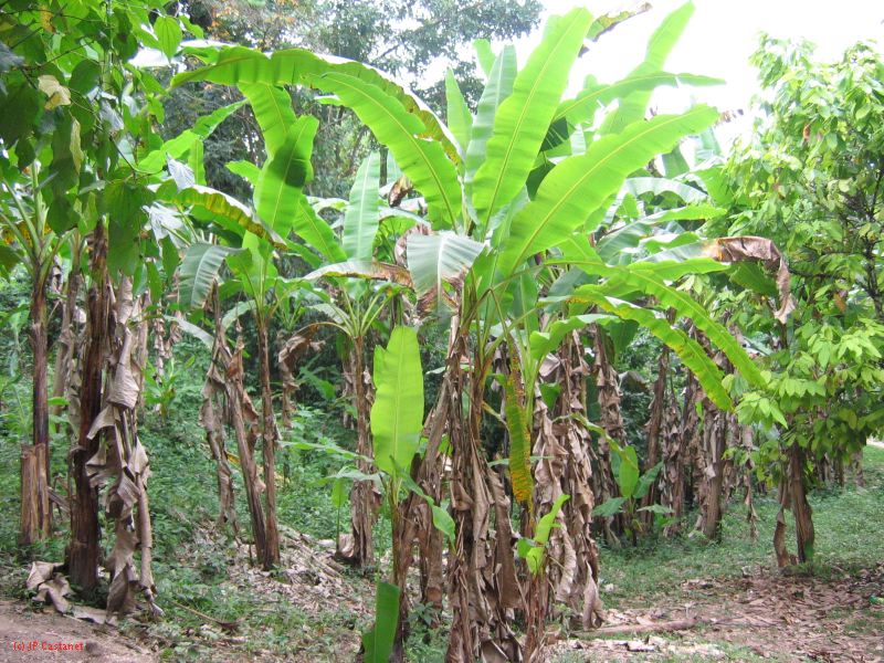 25_3 Misol Ha et Agua Azul  127.jpg