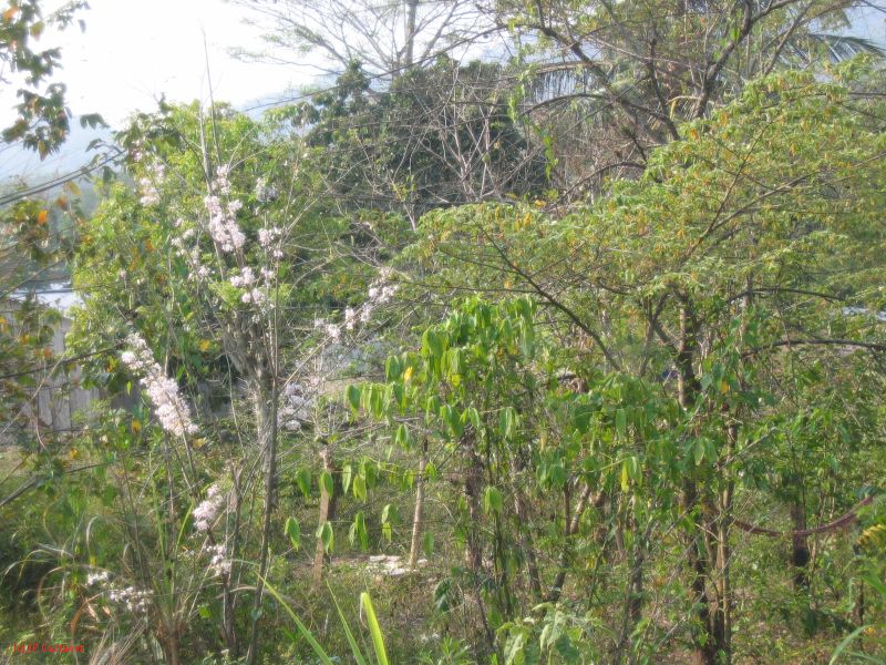 24_3 Bonampak  022.jpg