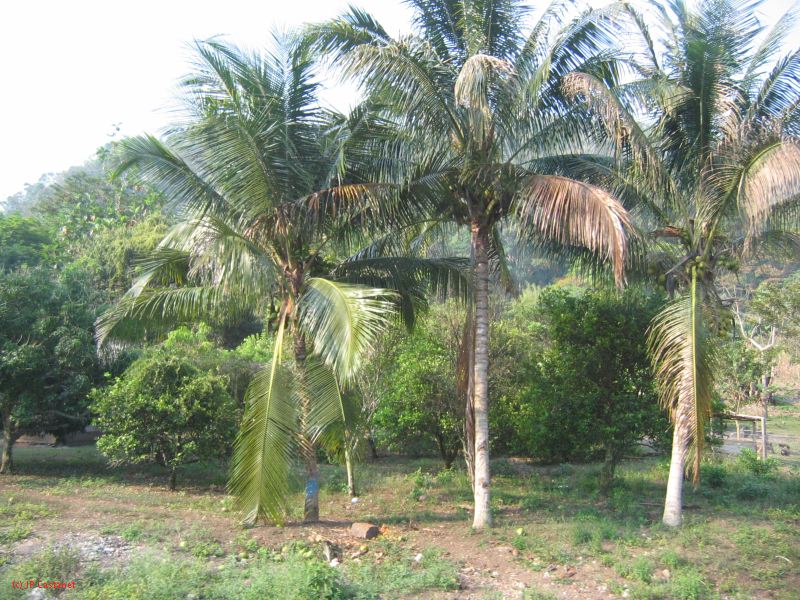 24_3 Bonampak  026.jpg