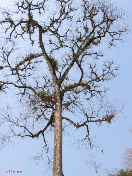 24_3 Bonampak  038.jpg
