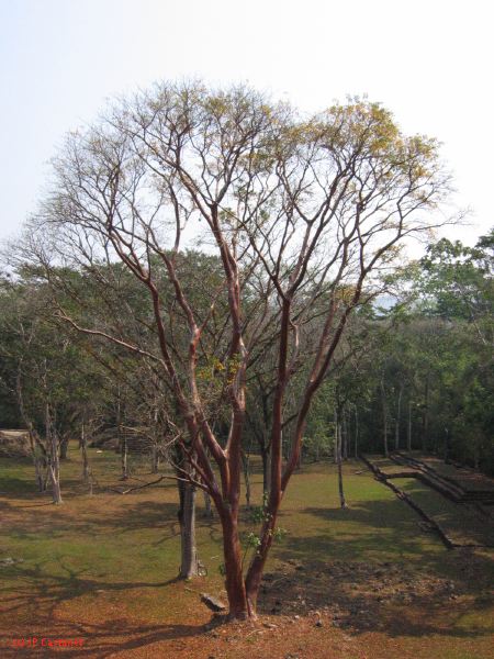 24_3 Bonampak  082.jpg
