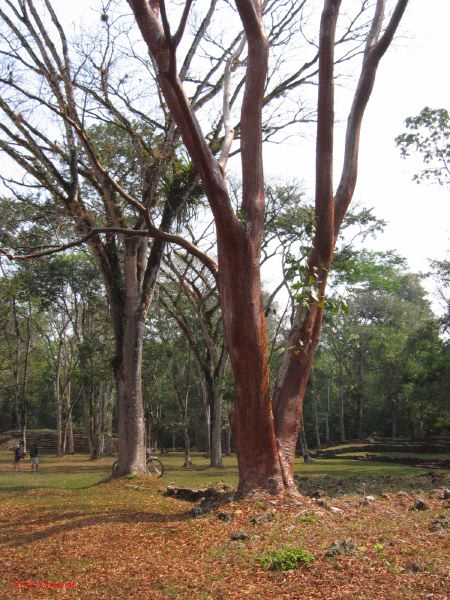 24_3 Bonampak  105.jpg
