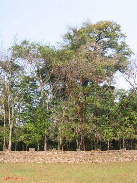 24_3 Bonampak  106.jpg