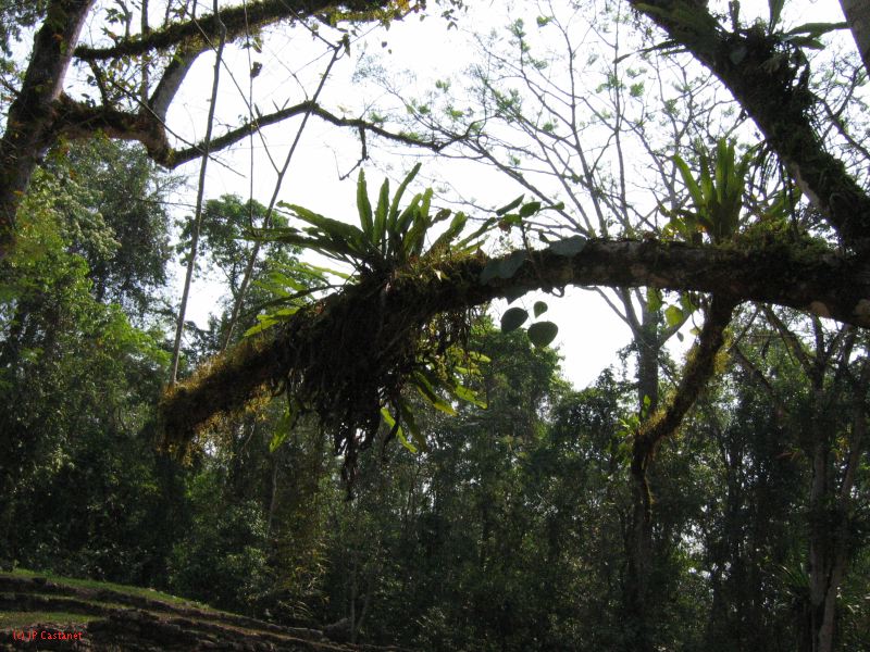 24_3 Bonampak  109.jpg