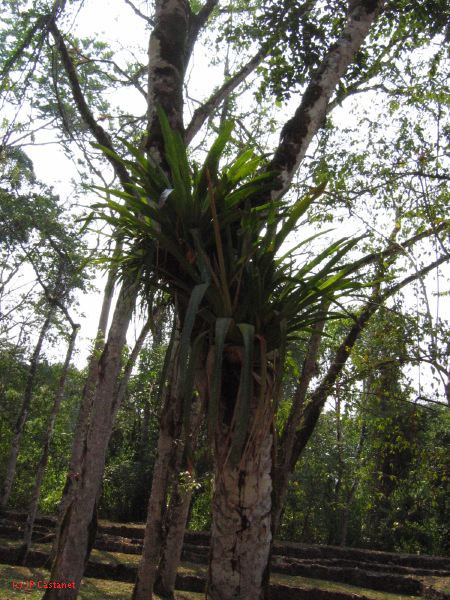 24_3 Bonampak  110.jpg