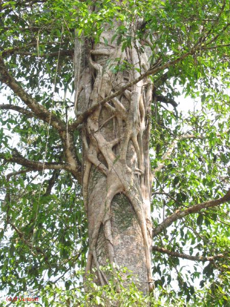 24_3 Bonampak  117.jpg