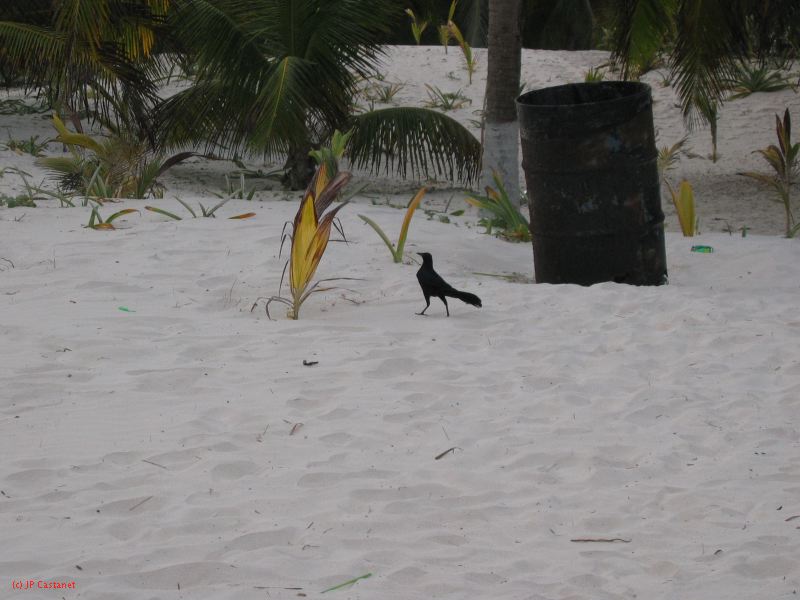 26_3 Tulum cabañas  207.jpg