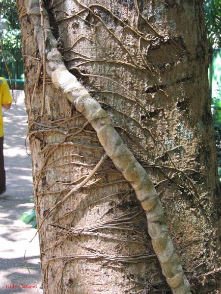 22_3  La Venta  046.jpg