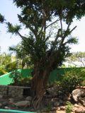 22_3  La Venta  094.jpg