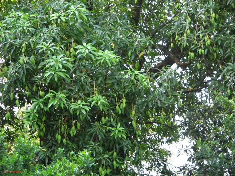 palenque  011.JPG