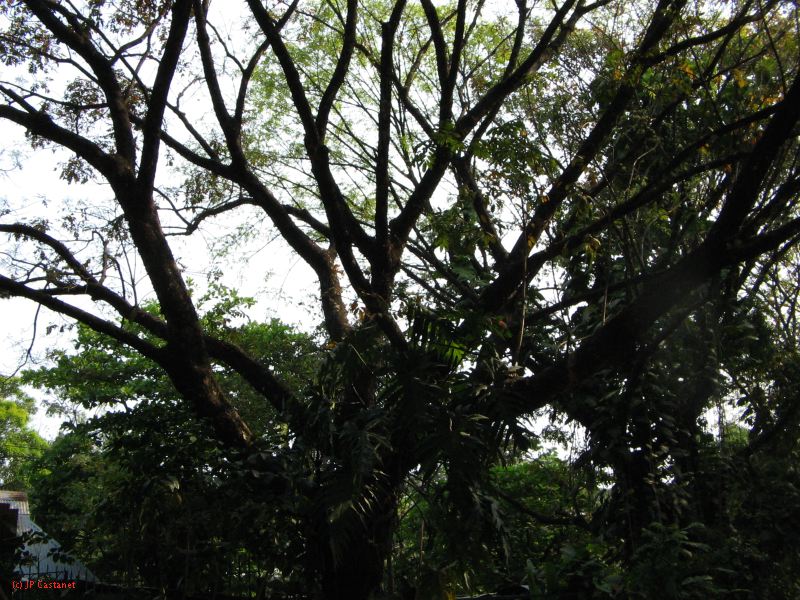 palenque  047.JPG
