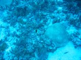Tortues 04-05-120