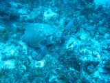 Tortues 04-05-121