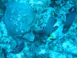 Tortues 04-05-122