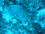 Tortues 04-05-123