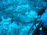 Tortues 04-05-124