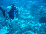 Tortues 04-05-125