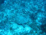 Tortues 04-05-126