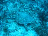 Tortues 04-05-127