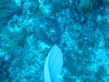 Tortues 04-05-128