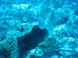 Tortues 04-05-130