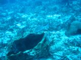Tortues 04-05-131