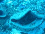 Tortues 04-05-132