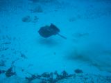 Tortues 04-05-134