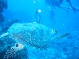 Tortues 04-05-032