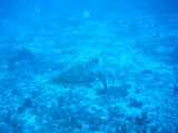 Tortues 04-05-033