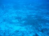 Tortues 04-05-034