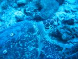 Tortues 04-05-039