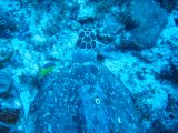Tortues 04-05-040