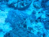 Tortues 04-05-043
