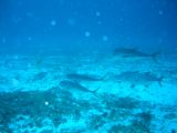 Tortues 04-05-064
