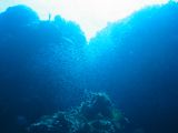 Tortues 04-05-071