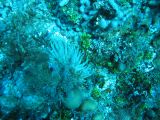 Tortues 04-05-077