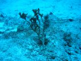 Tortues 04-05-079