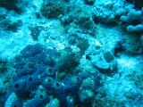 Tortues 04-05-081