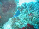 Tortues 04-05-085