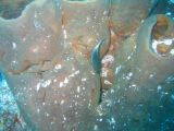 Tortues 04-05-090