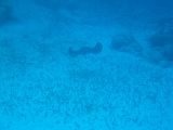 Tortues 04-05-091