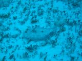 Tortues 04-05-092