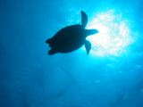 Tortues 04-05-102