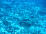 Tortues 04-05-103
