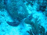 Tortues 04-05-105