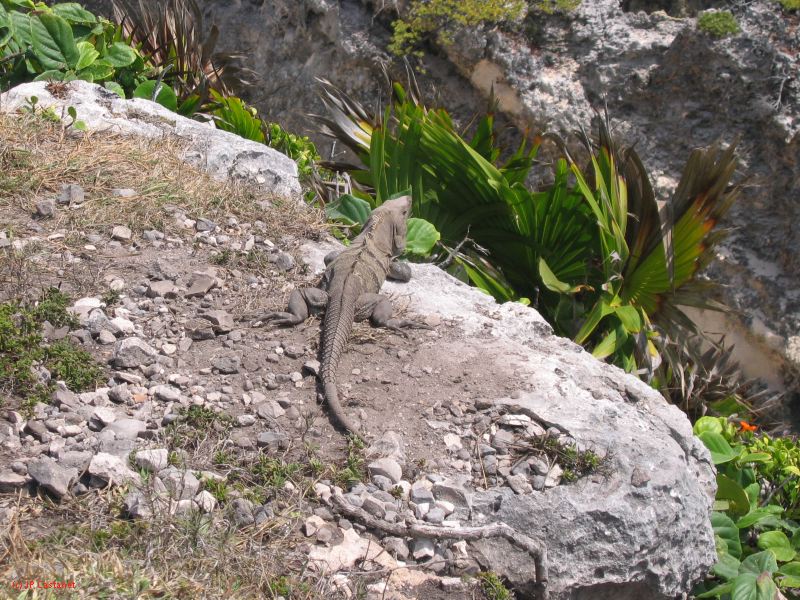 26_3 Tulum cabañas  148.jpg